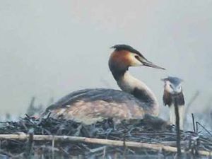 Supporting image for story: Shropshire man's wildlife video award winner
