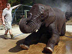 Supporting image for story: Trunks at ready for watery cool off