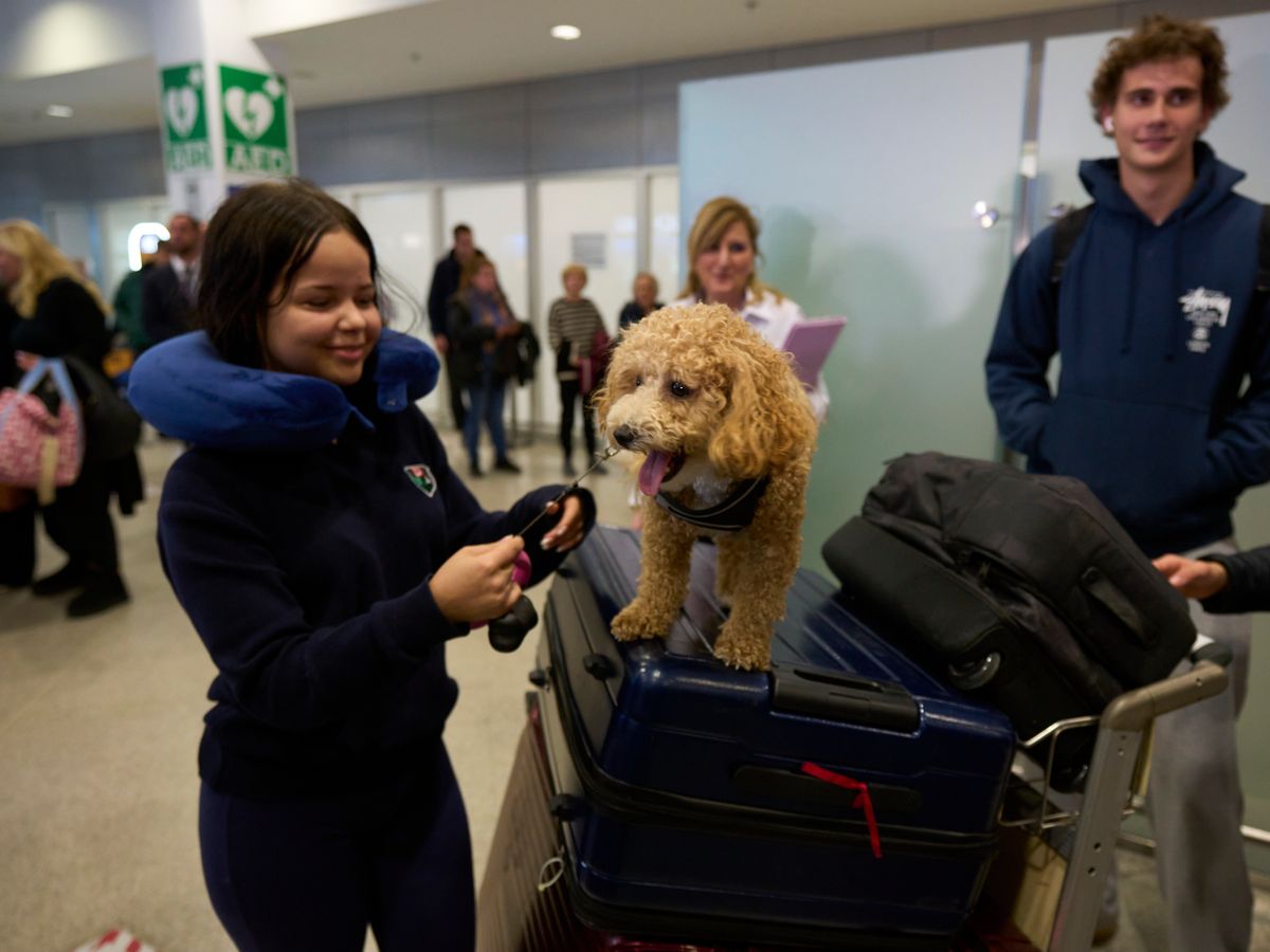 Greece launches animal airlift to evacuate pets and owners from Middle East