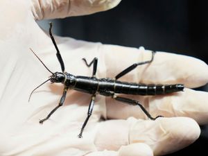 Supporting image for story: Prague Zoo joins bid to ensure survival of rare insect once considered extinct