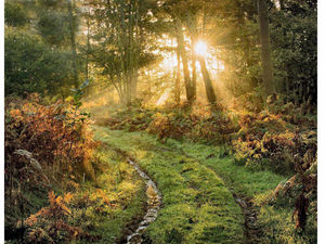 Supporting image for story: Staffordshire shot snaps up global award