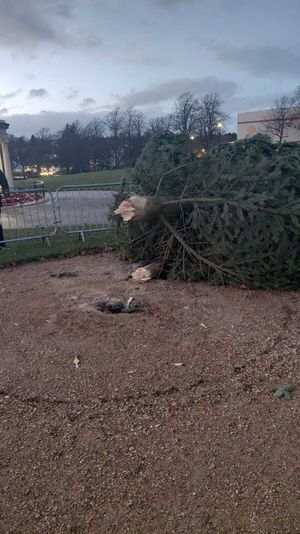 The fallen Christmas tree in The Quarry. Picture: Shrewsbury Town Council