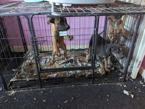 Three terrier puppies were discovered in a crate in an upstairs bedroom at the property in Tipton