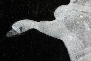 Fortunato Gatto's The Frozen Sawn, Highly Commended at the Wildlife Photographer of the Year exhibition, which is at Wolverhampton Museum & Art Gallery until 25th January