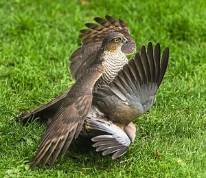 The sparrowhawk pins the unfortunate dove to the ground after descending on it, in these pictures by photographer Andrew Fusek-Peters