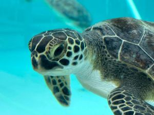 Supporting image for story: Cold-hit green sea turtles recovering at Florida marine life centre