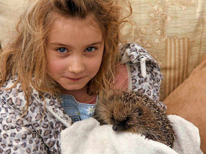 Supporting image for story: Oswestry family helping to save the humble hedgehog