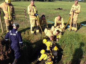 Supporting image for story: Shropshire firefighters rescue cow stuck in culvert