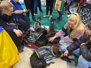 The greyhounds were definitely the stars of the stand