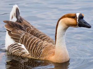 Supporting image for story: Memorial statue of friendly goose who won the hearts of a Shropshire town to be unveiled