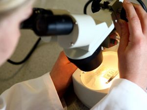 Supporting image for story: Combination therapy may ‘dramatically improve’ blood cancer patients’ survival