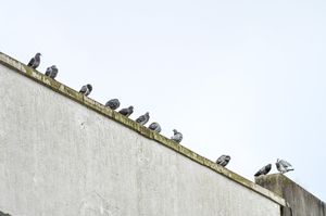 Pigeons on the streets of Dudley, West Midlands. January 30, 2026. 