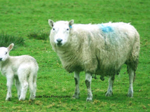 Supporting image for story: Dogs shot dead after spate of Shropshire sheep attacks