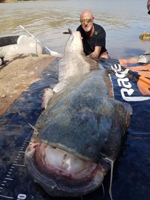 Martin Hodgkinson shows off the156lb catfish he caught on the River Ebro to reach the milestone