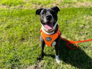 Missy is still searching for her forever home more than 500 days later