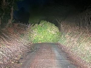 Supporting image for story: Wind gusts of 'up to 61mph' take their toll on county's tree population