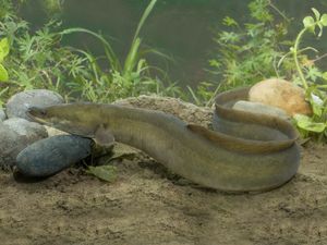Supporting image for story: ‘Eel lanes’ being created in South Downs rivers to assist 4,000-mile migration