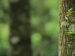 Supporting image for story: Quarry Bank park scheme gets boost from developers