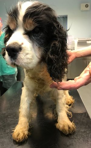 Teddy the dog found deaf and blind