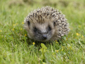 Supporting image for story: Shropshire residents encouraged to record mammal sightings for wildlife charity