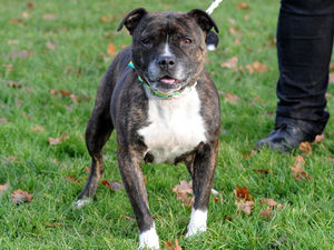 Supporting image for story: Thousands sign pro-Staffie petition after call for dog breed to be banned