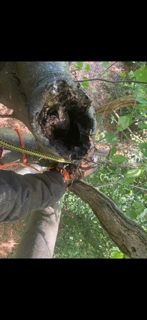 Damage caused by the squirrels shown in images from the Severn Gorge Countryside Trust