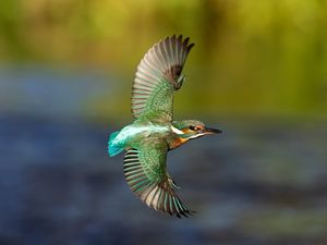 Supporting image for story: South Shropshire wildlife photographer captures green kingfisher in flight