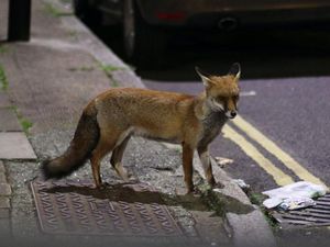 Supporting image for story: Urban red foxes ‘becoming more similar to domesticated dogs’