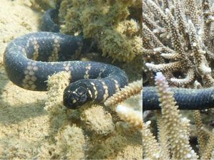 Supporting image for story: Why human pollution is causing this snake to lose its stripes