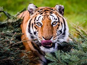 Supporting image for story: A mathematical formula has been created to predict a sixth mass extinction