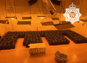 Plants discovered at the property. Picture: West Mercia Police