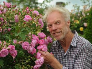 Supporting image for story: It’s another gold for David Austin Roses