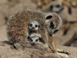 Supporting image for story: Meerkats react positively to return of zoo visitors after lockdown – study