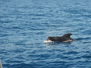 Supporting image for story: Whale stranded on Pembrokeshire coast was first short-finned pilot whale ever found in British waters