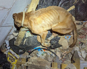 Another dog was discovered with bruises and puncture marks on their head