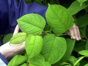 Supporting image for story: AI trial to help track damaging invasive plant species