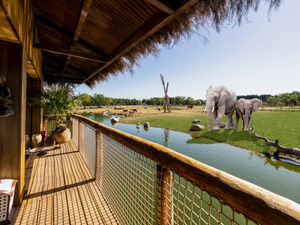 Supporting image for story: Opening of West Midland Safari Park's new lodges delayed due to Covid