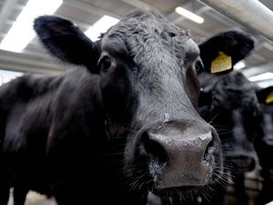 Supporting image for story: Increased price pressures in dairy industry are putting livelihoods at risk, warns union