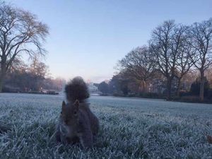 Hopeful that it might have found a new kind of nut, the squirrel edges closer