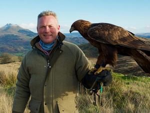 Supporting image for story: Golden eagles to be reintroduced at Snowdonia despite worries from farmers