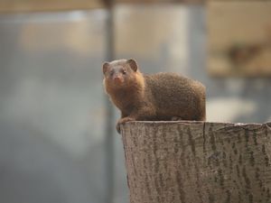 Supporting image for story: Meerkat's 'cuter' cousins arrive at Telford zoo