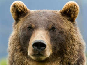 Supporting image for story: Peter Rhodes on smart fridges, a hated politician and fair play for grizzly bears