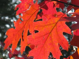 Supporting image for story: Andy Richardson: Christmas is coming but first, it’s autumn