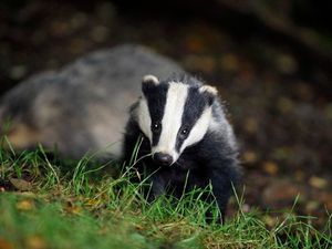 Supporting image for story: Culling badgers is not the answer
