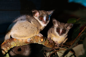 Bush Babies also known as Galagos arrived at Exotic Zoo in Telford. They are called Kamari (Moon) and Itri (Star)