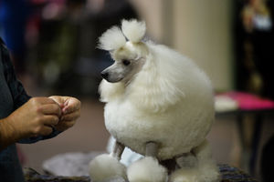A white mini poodle at the British Utility Breeds Association Show at the County Showground, Stafford