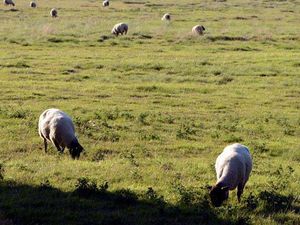 Supporting image for story: Vigilance call over rise in Shropshire sheep rustling