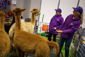 Alpacas on show at the National Pet Show at the NEC, Birmingham. PA Photo. Picture date: Sunday November 3, 2019.  Photo credit should read: Jacob King/PA Wire.