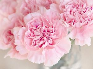 Supporting image for story: Ludlow in Bloom hosting lockdown gardening competition