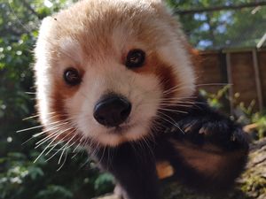 Supporting image for story: Drayton Manor launches new zoo experiences